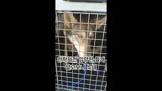 안락사전 입양한 들개 알고보니 늑대?  착하디 착한 덩치만 큰 어린 늑대인줄 알았는데 밤 사이 늑대로 돌변 3미터를 넘어 도망 산을 헤메인지 5일만 찾아 가족이 되었습니다. dog