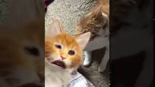 My cat's reaction to using the cat face filter