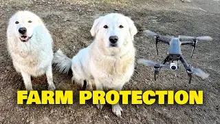 Дроны Livestock Guardian для защиты вашей фермы