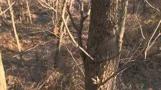 triple coyote
