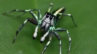 Tiny World TV | Sea-green Jumping Spider | Cosmophasis thalassina  | Shorts