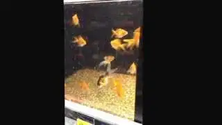 Very sad!!! Fish abuse at Walmart Ashle