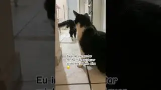 #gatos #gatinhofofinho #cat #gatomiando #gato #gateiro #gatitos #gatosendogato #catlover