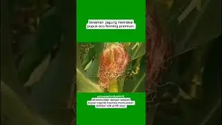 Pupuk ecofarming premium.082320663814