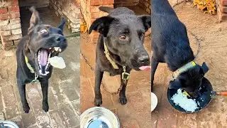 Smart Black Dog Shows Off Incredible Eating Skills 🐾🖤