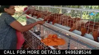 Poultry Cage making for layer hen