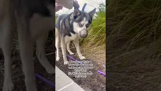 NEW CONTENT My Husky Is Definitely In Charge Of His Own Life And Me! #husky #huskylife #burymybone