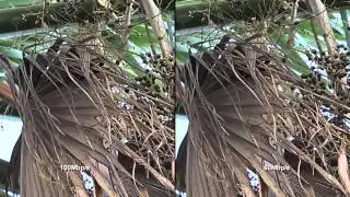 Sony AX100 - 60Mbps  vs 100Mbps in 4K