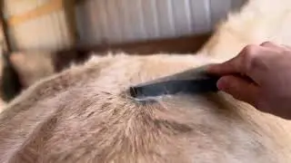 Grooming, Shedding Time of Year #sheddingseason #satisfying #horse