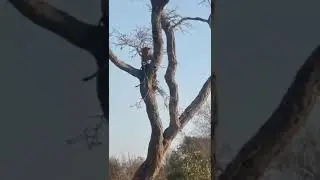 Watch this smart leopard and sneaker hyena after the kill.!!!!! #viral cut #wild Africa.