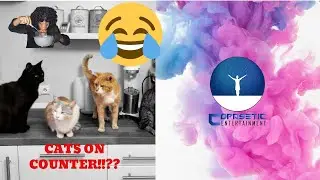 Cats don't belong on kitchen Counters!!!!