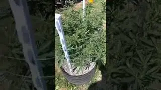 2022 Michigan Outdoor Legal Marijuana Grow Update