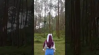 Hutan pinus alas purwojiwo🌟 tepatnya di wonosobo,kalian pernah kesini belum??#hutanpinus #wonosobo
