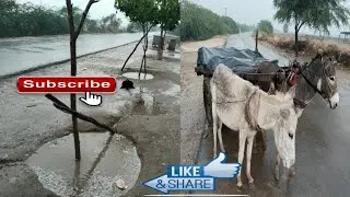 بث مباشر لمشهد المطر 🌧️ المياه، الحقول وعربة الحمار