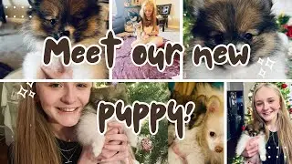 Meet Our New Puppy!