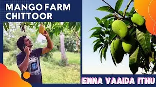 Mango 🥭 - best of fruits from Chittoor Mango Farm