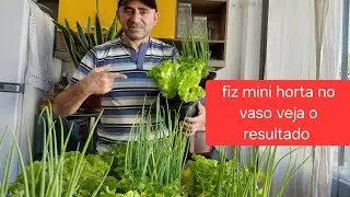 Mini horta no vaso  ficou show 