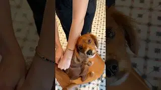 Поводок Fluffy Tuffy цвета какао &mdash; олицетворение стиля и надёжности🤎🐶 #puppy #fashion #амуниция