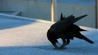 Le crow of kurnell