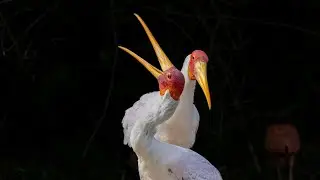 Birds with most unique Beaks