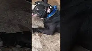 pitbull#youtubeshort#aggressivedog#doglover#motka saman