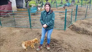 Voy a atender al macho y os enseño lo que le pasó a la cabra