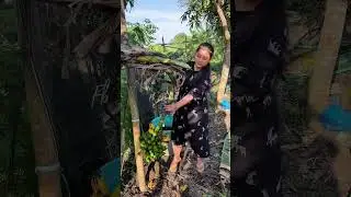 Panen pisang sisa codot.harvesting bananas left over codot #fruit #fruit  #bananaplant