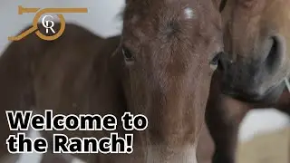 Caring For Our New Foals