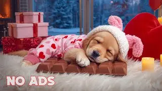 12 Hours Deep Sleep Music for Dogs 🐶 Ease Fear of Thunder 🎵 Safe Haven Sound 💖 No Ads