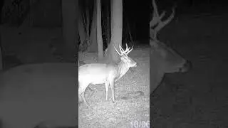When your target buck shows up! #deerhunting #hunting #deer #bowhunting #farm