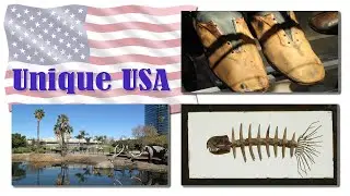 3 Unique US Museums: Cryptid Wonders, Prehistoric Tar Pits & Sunken Steamboat