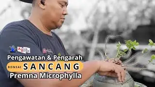 Pruning dan pengawatan sedikit Sancang (premna microphylla) @amonkbonsai