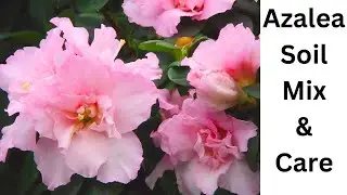 Best Soil Mix & Easy Care Tips for Azalea Plants ( Hindi ) | Rhododendron ( Azalea ) Care