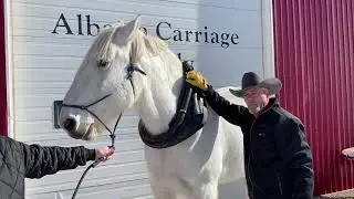 A well-fitting horse collar spreads the load evenly across the shoulder.