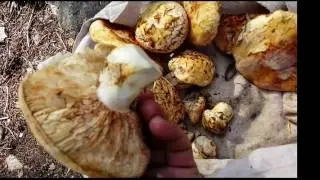 Bitterroots matsutake