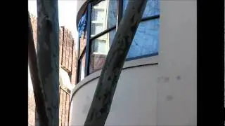 PottsPoint.Tv Macleay Street Tree 07072011 Eastside