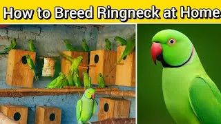 How to Breed Ringneck Parrot at Home 🦜| Ringneck parrot ki breed ghar men kaisr len 