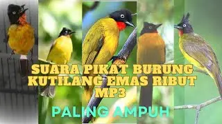 Suara pikat burung Kutilang emas ribut MP3 burung dijamin datang, Anti zonk.
