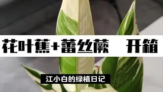 【植物开箱】一起来看看开箱吧，这次有翻车！