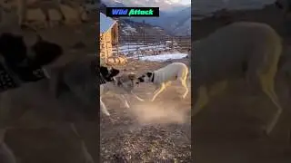 Wolves attacked the Kangals &mdash; and paid the price!