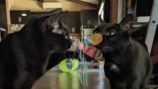 Pet sitting three cats and keeping them happy, healthy and entertained!