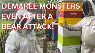 DEMAREE MONSTERS even after a bear attack!