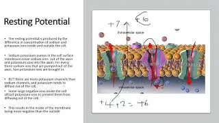 Chapter 15.2: Generation and Transmission of Action Potentials