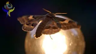 The Moth's Soft Dance: Gentle Piano for Sleep, Delicate Wonder & Calm 🦋✨🎹