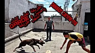 طريقة تعليم كلبك GARDE بأحسن و أسهل طريقة
