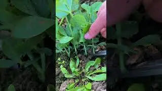 #MyLittleVegetableGarden #BalconyGrowing #HighQualitySeedlings #GrowingTips