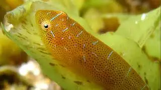 Facts: The Eastern Clingfish