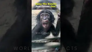 Daisy the Baby Bonobo Still Needs Mom&rsquo;s Hand