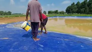 Algae cleaning from silpaulin sheet fish pond
