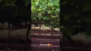 grapes farming 🍇🍇/cima sprayer #shetkari #bagaytdar #bagaytdar #nashikkar #kubota #kubotalover